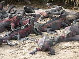Galapagos 3-1-03 Espanola Punta Suarez Marine Iguanas Normally marine iguanas are dark in color, a camouflage making it difficult for predators to differentiate between the iguanas and the lava rocks where they live. On Espanola the marine iguanas are more colourful, ranging from pink and turquoise to red and green.